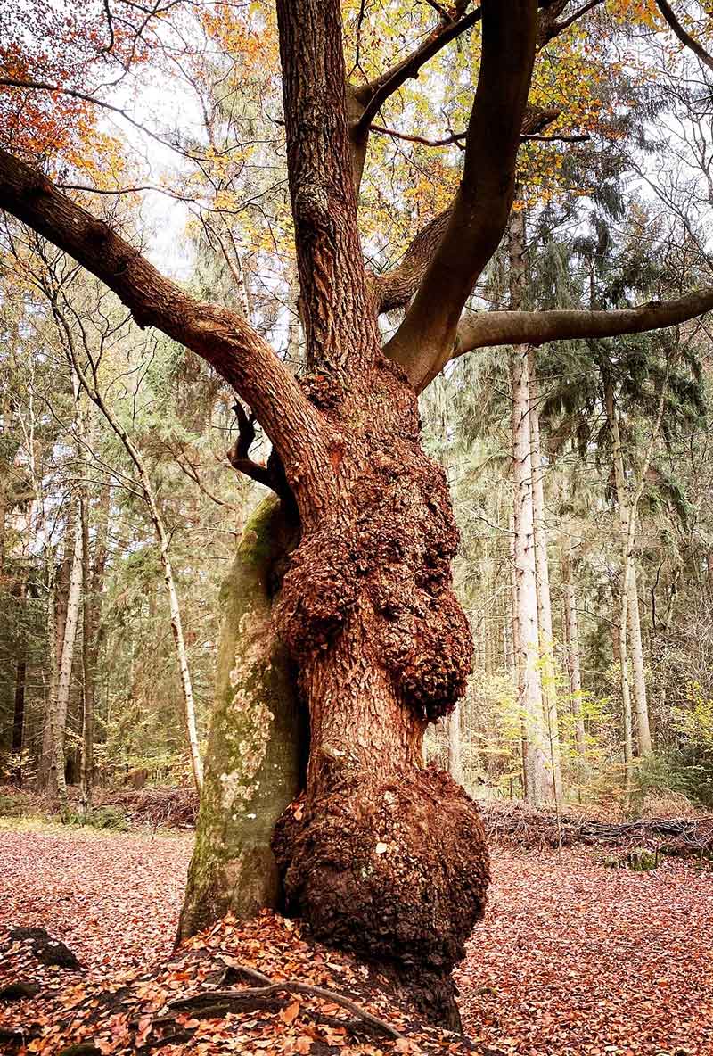 lea lorenzen kompetenzen wald dicker baum