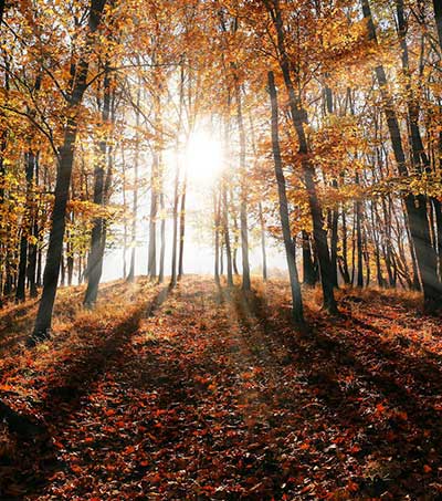 lea lorenzen kompetenzen wald herbst