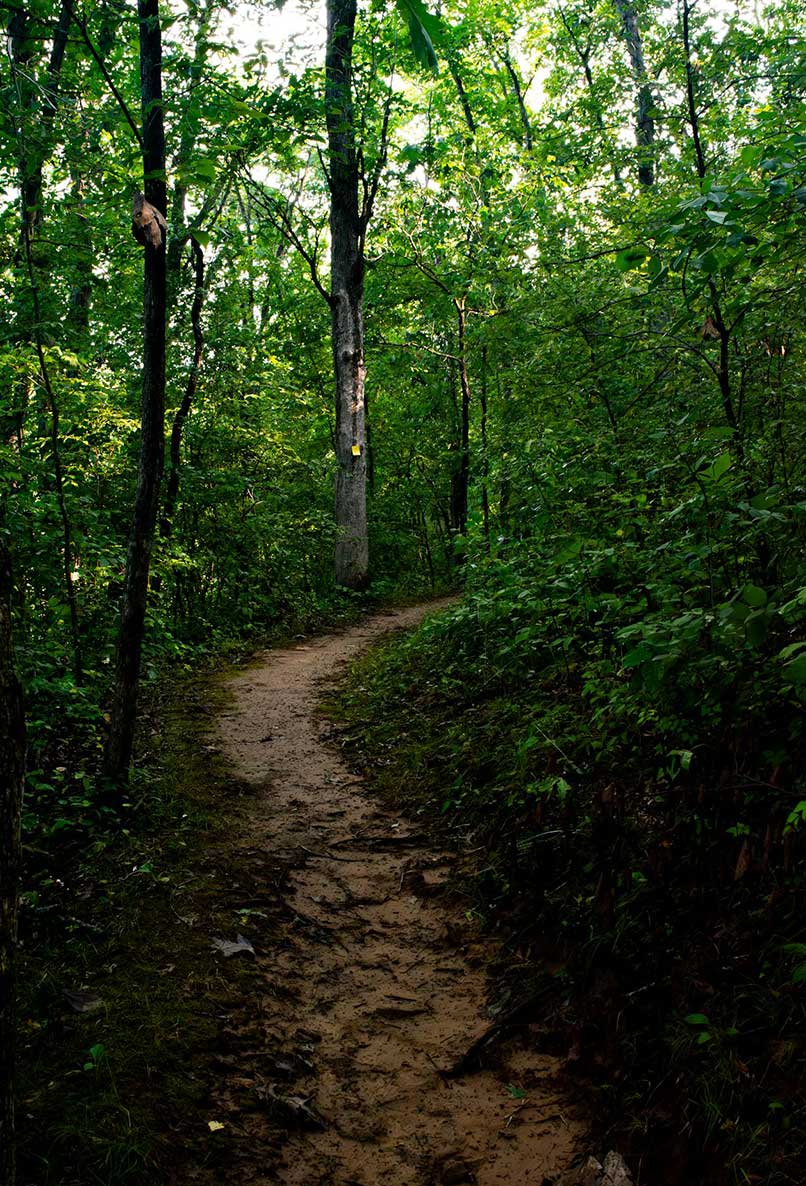 lea lorenzen kompetenzen waldweg