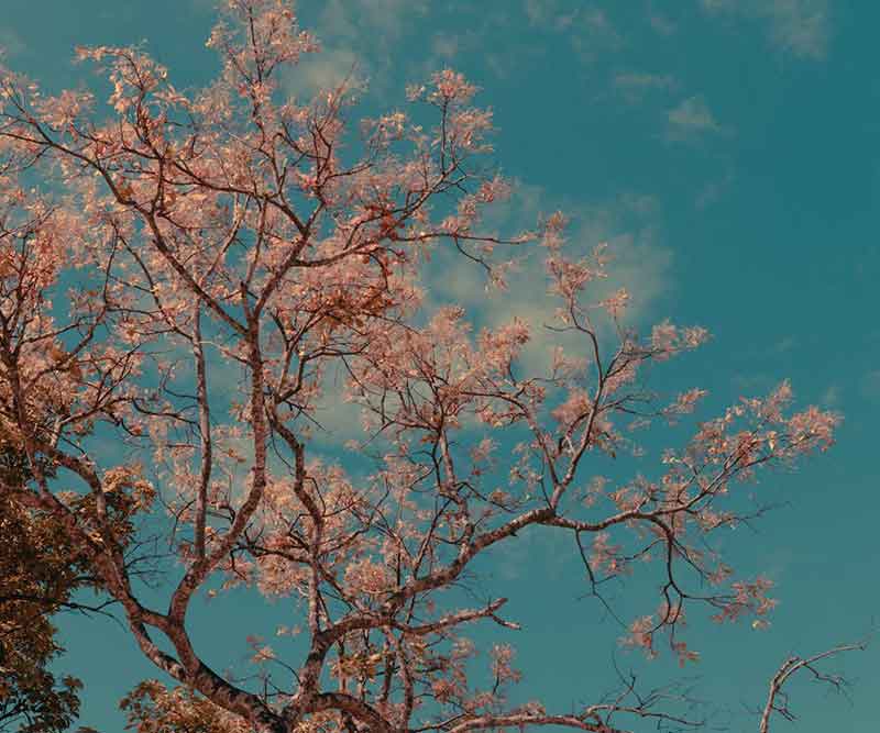 lea lorenzen systemische beratung baum fruehling